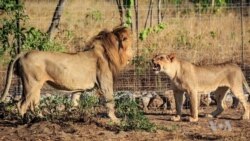 Malawi Completes Lions Translocation Drive