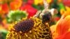 FILE - Honeybees are a managed species and are trucked to farmers’ fields to pollinate crops. 
