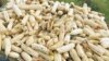 Subsidized fertilizers have boosted maize production in Malawi (Reuters)