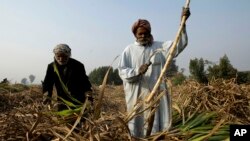 چارواکي وايي په مجوزه تګلاره کې زرعۍ پېداوار زیاتوولو دپاره ګامونه تجویز شوي دي