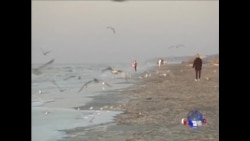 绿色故事系列：太阳能卫星定位系统保护濒危鸟类