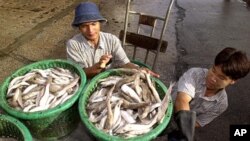 ထိုင်းနိုင်ငံ၊ ဆမွတ် စခွန်ခရိုင်တွင် ကားပေါ်သို့ ငါးတောင်းများတင်နေသော မြန်မာအလုပ်သမားများ။ ဇူလိုင် ၂၀၊ ၂၀၁၂။