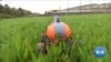 The Future of Farming: Robots Tend Crops and Bovines Go 5G