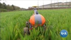 The Future of Farming: Robots Tend Crops and Bovines Go 5G