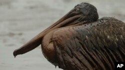 در این تصویر آرشیوی، یک پلیکان دیده می شود که در اثر نشت نفت در سواحل لوئیزیانا، نفتی شده است.