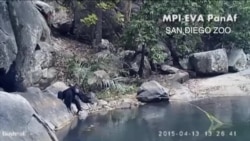 还真成精了？研究发现动物们工具也玩得溜