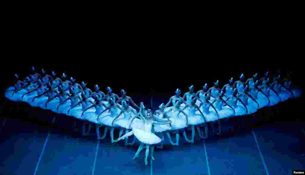 2018年12月1日，德国柏林，上海芭蕾舞团彩排《天鹅湖》，作为&ldquo;世界上最大的《天鹅湖》&rdquo;，舞台上不只有16只天鹅，而是48只。
