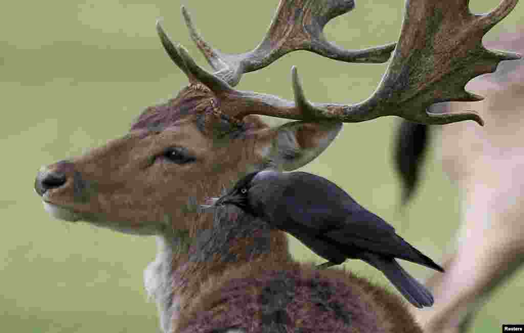 2017年4月16日，在伦敦 Bushy 公园，鸟儿站在鹿上，叼着从鹿的后背上拔下来的毛