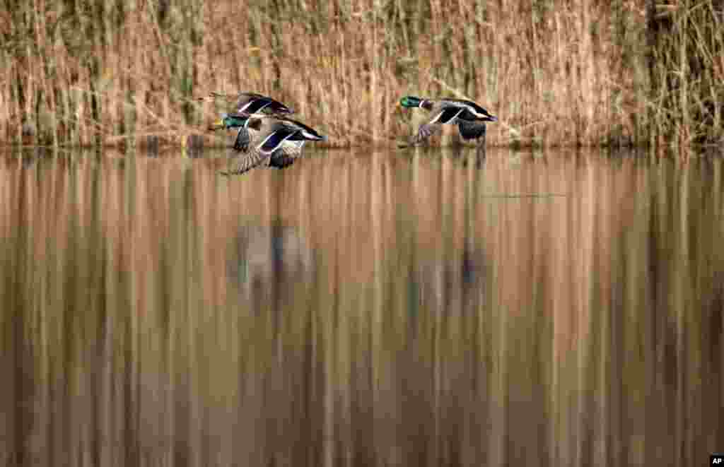 도널드 트럼프 미국 대통령의 부인 멜라니아 여사와 아베 신조 일본 총리의 부인 아키에 여사가 일본 도쿄 디지털 아트 박물관을 방문했다.