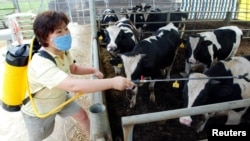Seorang peternak Korea Selatan menyemprotkan disinfektan di peternakannya untuk mencegah penyakit kuku dan mulut (foto: dok). 