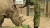 Sudan, the world’s last remaining male northern white rhino, is shown with his keeper at Ol Pejeta conservancy in Laikipia Plateau, Kenya, April 28, 2016. (J. Craig/VOA)