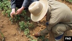 지난 2012년 유엔 식량농업기구 실사단이 북한 황해도의 이모작 재배지를 방문했다. (자료사진)