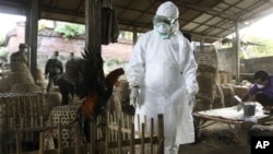 Petugas di Bali mengawasi pemusnahan unggas untuk mencegah penyebaran flu burung. (Foto: Dok)