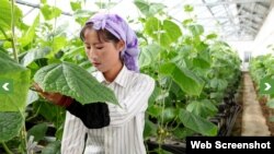 독일 구호단체 '세계기아원조'의 지원을 받는 북한의 농장. 사진 출처 = 세계기아원조 웹사이트. (자료사진)