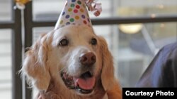 Bukin haihuwar Karya