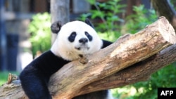 ফাইল - ২০১৬ সালের ২৪ আগস্টে তোলা এই ছবিতে দেখা যাচ্ছে, ওয়াশিংটন ডিসির ন্যাশনাল জু-তে বিশ্রাম নিচ্ছে প্যান্ডা মেই জিয়াং।