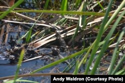 A pod of baby alligators in the sawgrass.