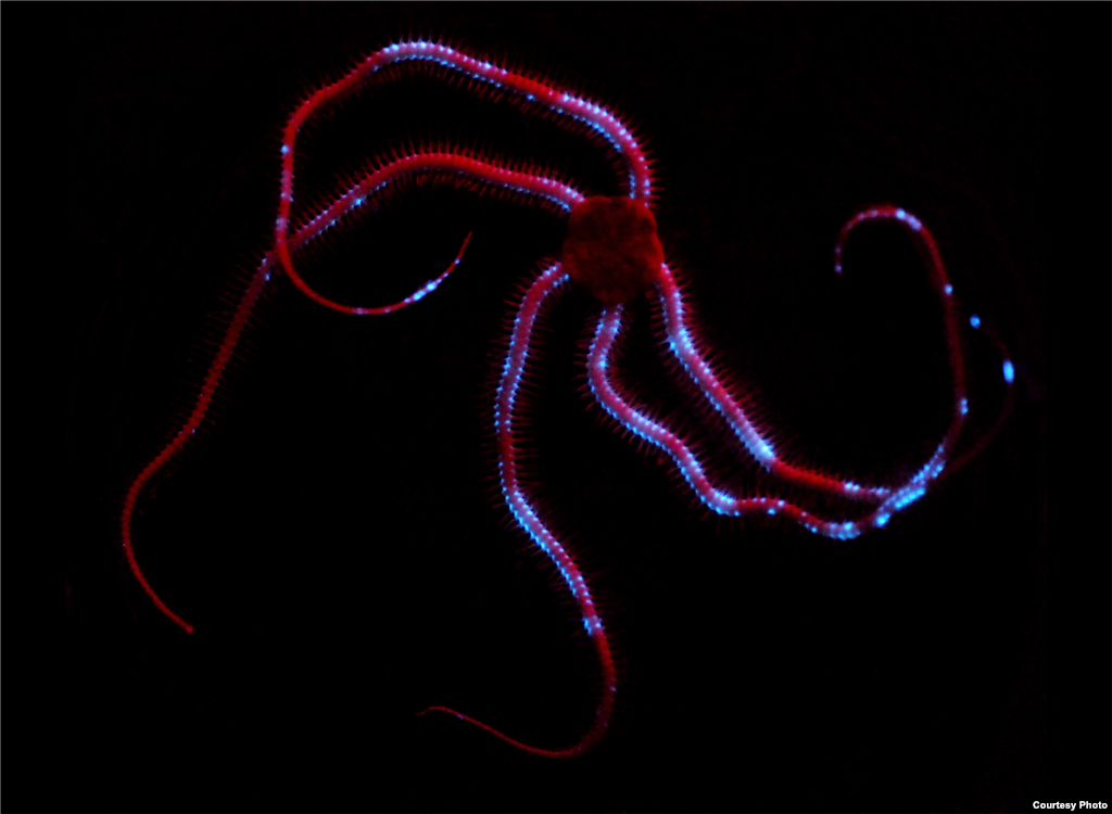 Light emitted from a deep sea brittle star, Credit: Sonke Johnsen