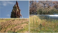 የአንበጣ መንጋ በኢትዮጵያ