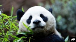 ໝີ​ແພນ​ດ້າ​ຊື່​ວ່າ ຢຸນ ຈວນ ກຳ​ລັງ​ກິນ​ໄມ້​ໄຜ່ ຢູ່​ສວນ​ສັດ ແຊນ ດີ​ເອ​ໂກ ຂອງ ສະ​ຫະ​ລັດ, 8 ສິງ​ຫາ 2024.(AP Photo/Derrick Tuskan)