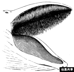 Whalebone in a whale's mouth