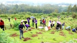 Biqiltuu dhaabuu fi dhiiga arjoomuun, lachanuu hojii lubbuu baraaruuf hojjatame