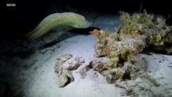 Scientists Study Climate Change in Ocean’s Midnight Zone