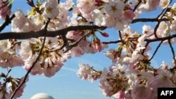 Albalı Festıvalı bu il daha erkən başlayıb