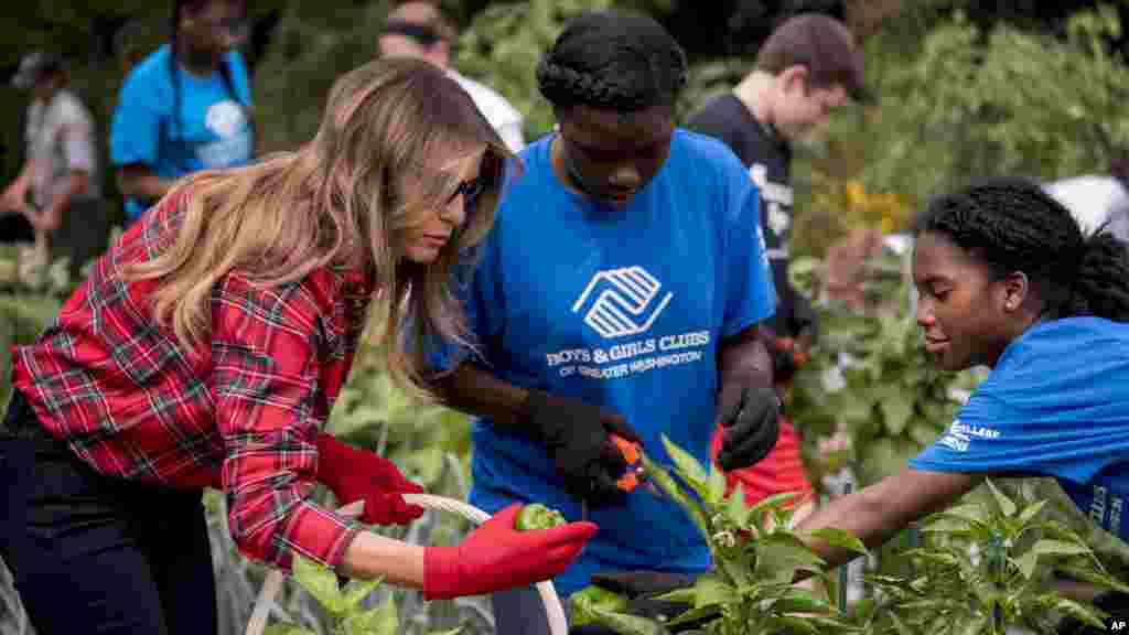 Melania Trump avec les enfants du &quot;Boys and Girls Club&quot; de Washington pour planter et récolter des légumes dans le jardin de la Maison Blanche, le 22 septembre 2017.