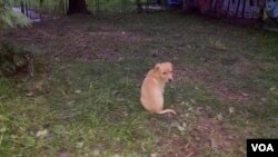 Jedno od sedam kučića bačenih pored kontejnera u Sarajevu