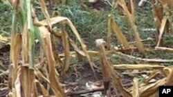 Analyst says Africa Should Solve its Own Problems Before Asking For Climate Change Help