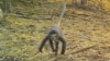 In this undated photo, a Popa langur moves along a forest floor. The Popa langur is among 224 new species listed in the World Wildlife Fund's latest update on the Mekong region. (World Wildlife Foundation via AP)