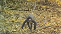 នៅក្នុងរូបថតដែលមិនបានបញ្ជាកកាលបរិច្ឆេទនេះ សត្វស្វា Popa langur រត់នៅក្នុងព្រៃ។ សត្វស្វា Popa langur គឺជាប្រភេទសត្វថ្មីចំនួន ២២៤ ប្រភេទដែលបានចុះបញ្ជីនៅក្នុងការធ្វើបច្ចុប្បន្នភាពចុងក្រោយបំផុតរបស់មូលនិធិសត្វព្រៃពិភពលោក (WWF) នៅក្នុងតំបន់មេគង្គ។ (AP)