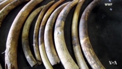 Tech Giants Tackle Online Wildlife Trafficking