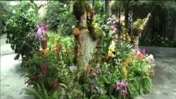 Project to Save Endangered Orchids Blossoms in Florida