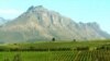 The view across a wine farm in South Africa's Western Cape region