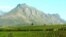 The view across a wine farm in South Africa's Western Cape region
