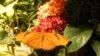 The 'Butterflies + Plants: Partners in Evolution' exhibition at the Smithsonian's National Museum of Natural History. (C. Clark/Smithsonian Institution)