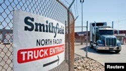 货运大卡车行驶在史密斯菲尔德公司厂区。2013年5月30日