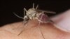 Rising temperatures allow the malaria-carrying mosquito to expand into once-cooler areas, like the highlands of Kenya.