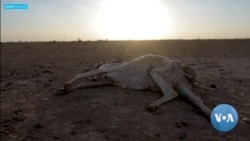 ኢትዮጵያ ውስጥ የተከሰተው ድርቅ እና የደቀነው አደጋ