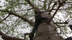 Fruit of African Baobab Tree Has Growing Global Appeal