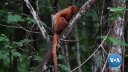 Deforestation Threatens Brazil Forest, Golden Lion Tamarin That Lives There 