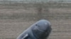 The critically endangered Mekong River Irrawaddy dolphin.