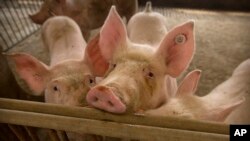 រូបឯកសារ៖ សត្វជ្រូក​ឈរ​នៅ​ខាង​ក្នុង​ទ្រុង​មួយ​នៅ​កសិដ្ឋាន​ចិញ្ចឹម​ជ្រូក​មួយ​ក្នុង​ភូមិ Jiangjiaqiao ខេត្ត Hebei នៅ​ភាគ​ខាង​ជើង​ប្រទេស​ចិន ថ្ងៃទី​៨ ខែឧសភា ឆ្នាំ២០១៩។ 