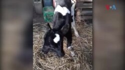 Редок феномен: Двоглаво теле се роди во битолското село Лажец