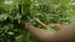 ሓረስቶት ምብራቅ ኢትዮጵያ ካብ ቡን ምፍራይ ናብ ምፍራይ ተኽሊ ጫት ይሰጋገሩ