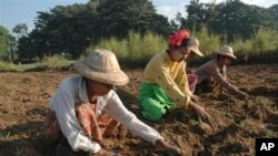 မြန်မာလယ်ယာလုပ်ငန်းခွင်မှ လယ်သူမကြီးများ