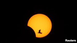Burung terbang melintasi pemandangan gerhana matahari sebagian yang terlihat di Sidon, Lebanon selatan (3/11). 