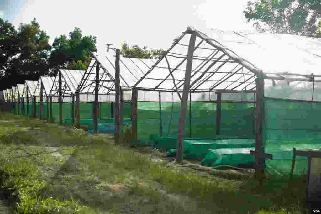 ទិដ្ឋភាពចម្ការបន្លែសរីរាង្គរបស់សហករណ៍សរីរាង្គខ្មែរនៅឯរមណីយដ្ឋាន ពិកនិកក្នុងខេត្តព្រះសីហនុ។ សហករណ៍សរីរាង្គខ្មែរគឺជាក្រុមខ្មែរដំបូងគេដែលទទួលបានវិញ្ញាបនបត្រស្តង់ដារអឺរ៉ុបផ្នែកបន្លែសរីរាង្គនិងផ្លែឈើនៅក្នុងប្រទេសកម្ពុជា។(ទុំ ម្លិះ/VOA)